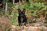 BOULEDOGUE FRANCAIS 331